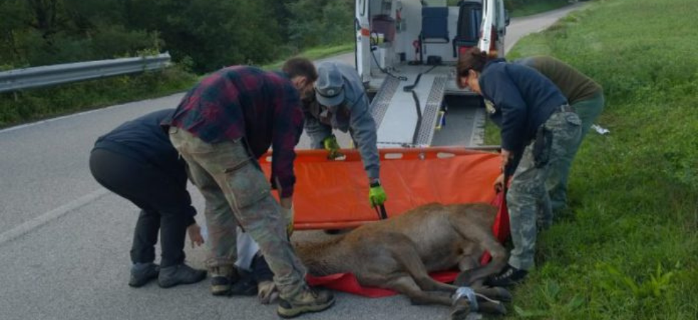 Animali feriti o in difficoltà, cosa fare e chi chiamare se si incontrano?